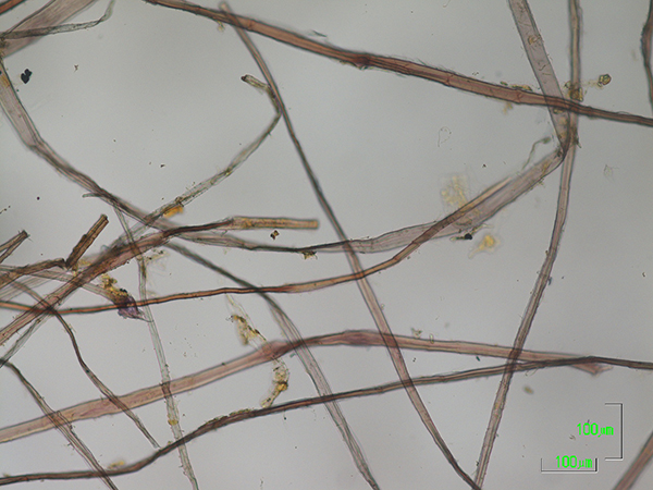 紙料同定調査_光学顕微鏡